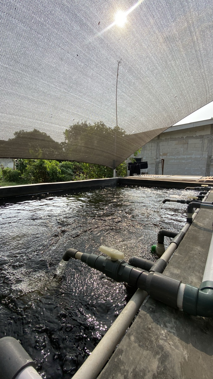 Sistem budidaya Bioflok NilaBoss ID dengan sirkulasi air dan aerasi