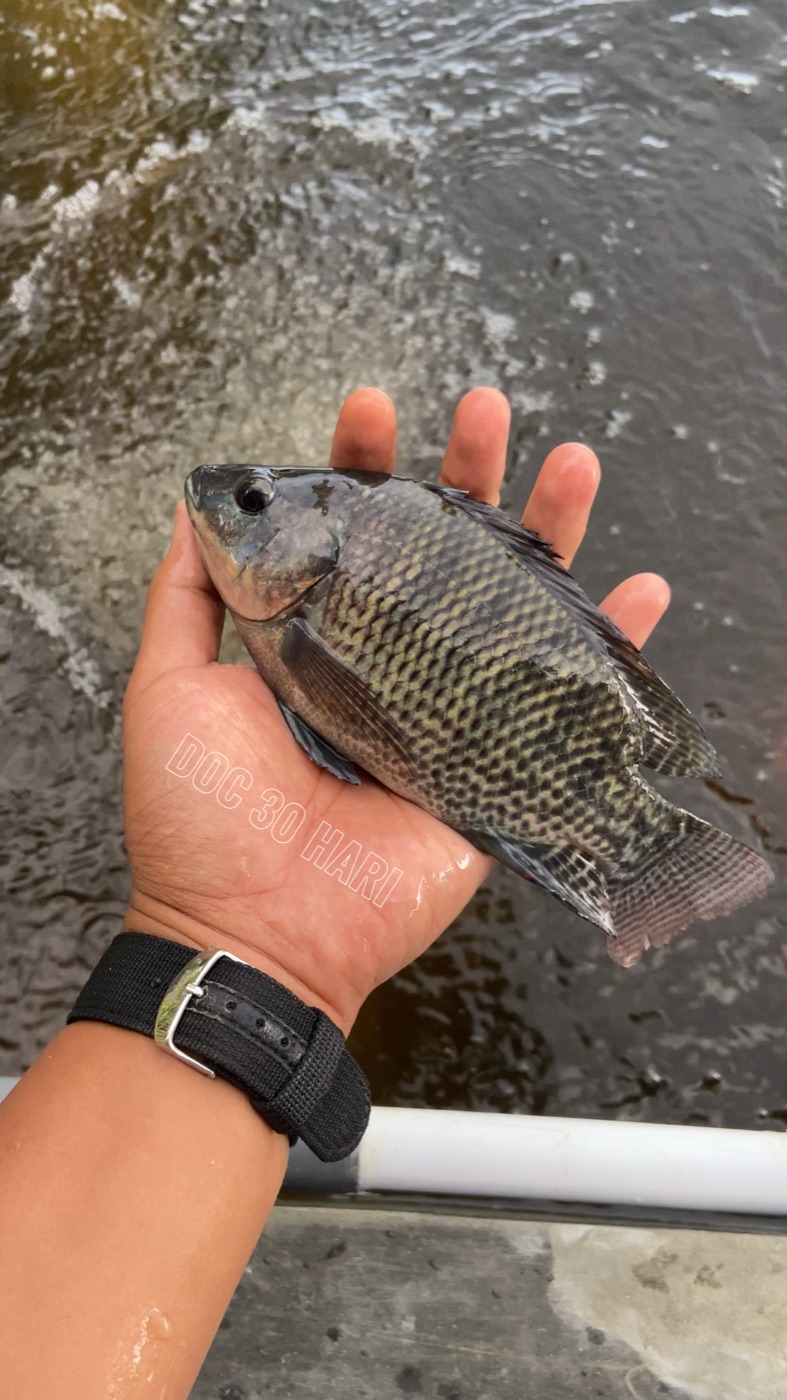 Ikan nila hasil panen budidaya NilaBoss ID usia 30 hari